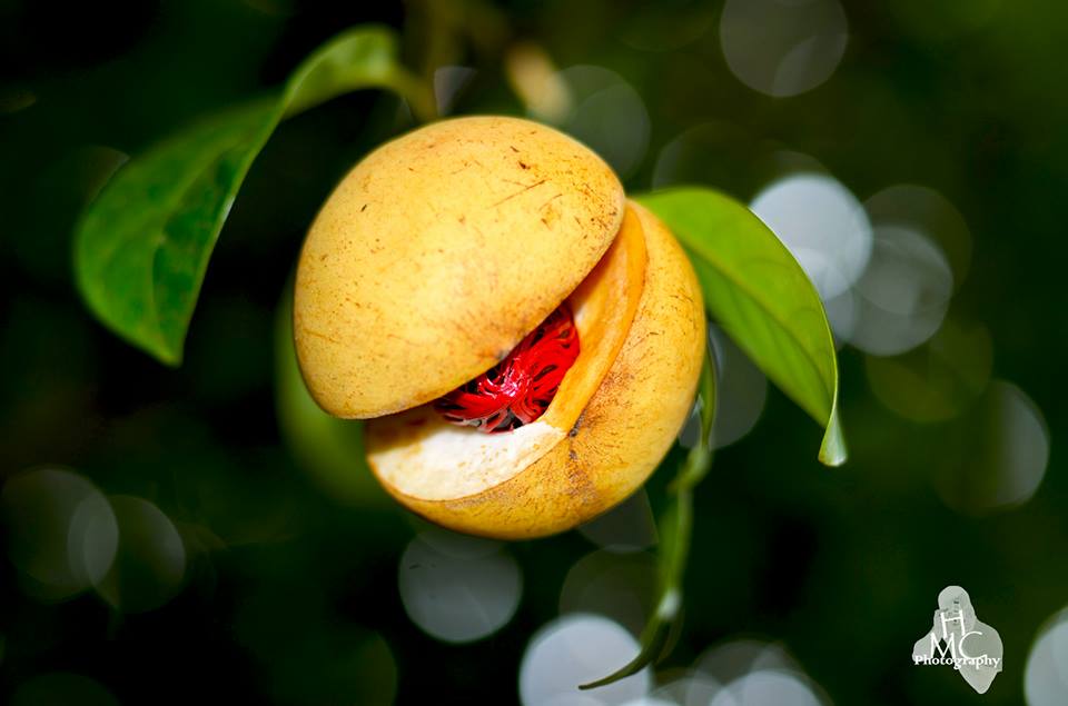 12651189_10157151104920206_8930285745119884229_n